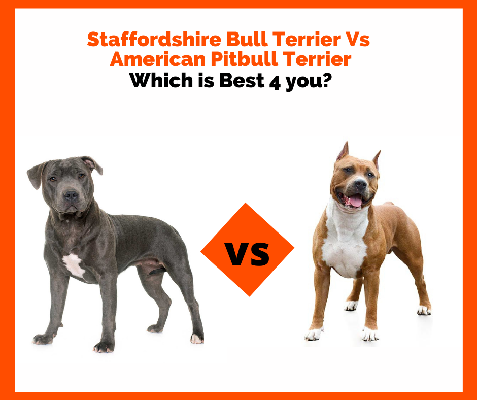 American Staffordshire Terrier vs Pit Bull: Różnice (ze zdjęciami)