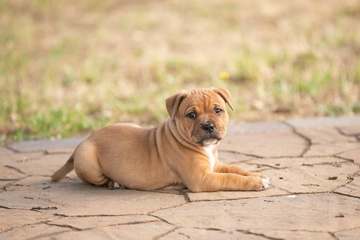 Szczenięta rasy Irish Staffordshire Bull Terrier