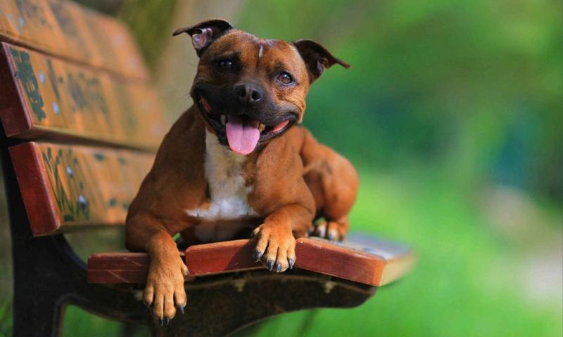 Rasa Irish Staffordshire Bull Terrier: zdjęcia, przewodnik, informacje, pielęgnacja i więcej