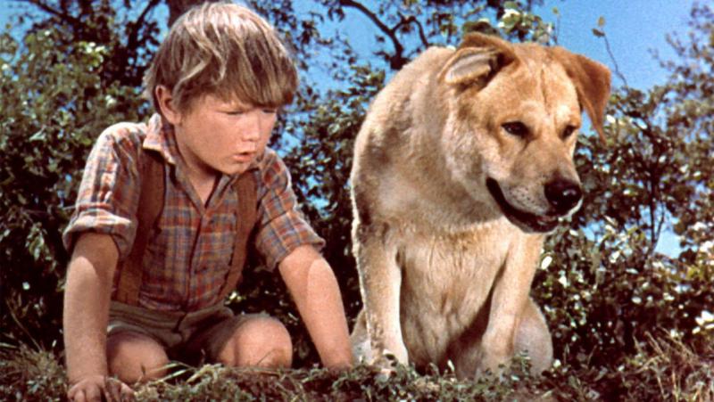 Jakiej rasy psem był Stary Yeller? Słynne psy filmowe