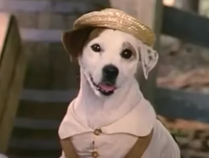 Wishbone to Jack Russell Terrier