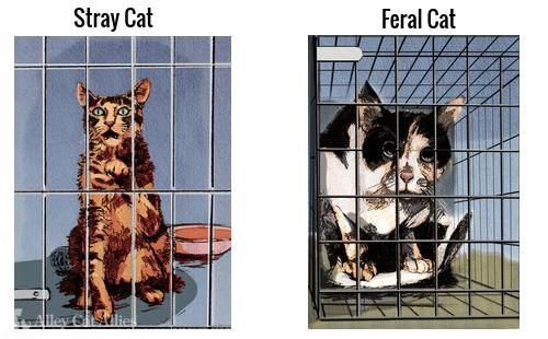 stray_feral_cats_caged-4897985-5605920