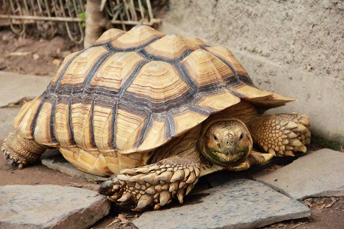 Charakterystyka żółwia afrykańskiego ostrogrzbietego (Sulcata)