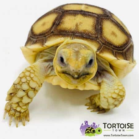 Gdzie kupić żółwia domowego? Opcje adopcyjne, internetowe i detaliczne