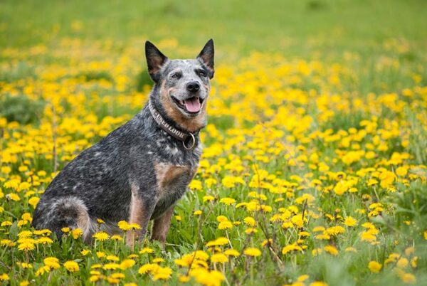 Rasa australian cattle dog: zdjęcia, informacje, pielęgnacja i cechy charakterystyczne