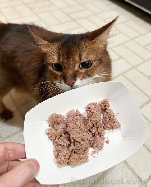 3 najczęstsze powody, dla których kot chce jeść tylko przysmaki
