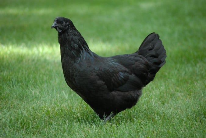 11. Szwedzki czarny kurczak