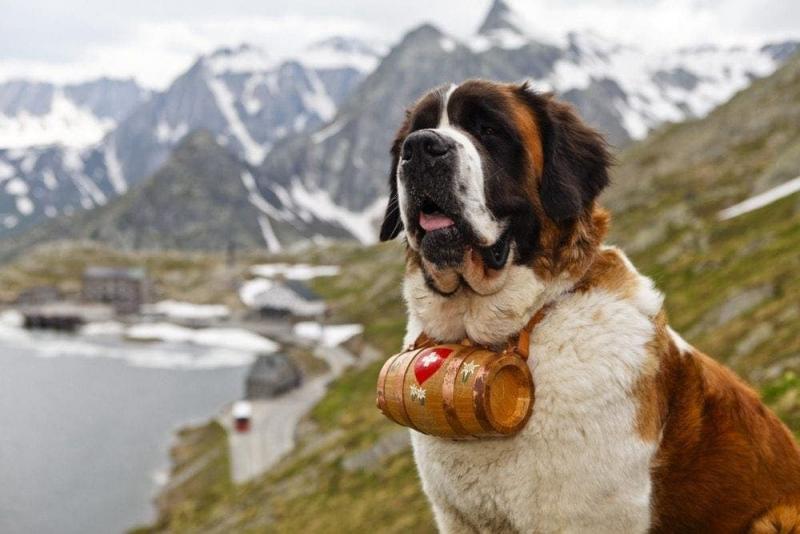 Top 8 szwajcarskich ras psów