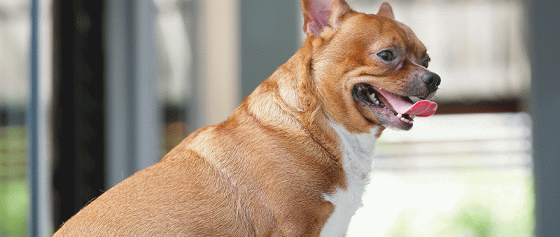 Zaburzenia równowagi hormonalnej u psów: 9 objawów wyjaśnionych przez weterynarza i sposoby leczenia