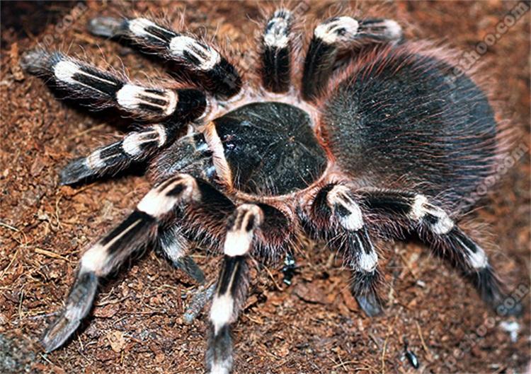 Ile kosztują brazylijskie tarantule Whiteknee?