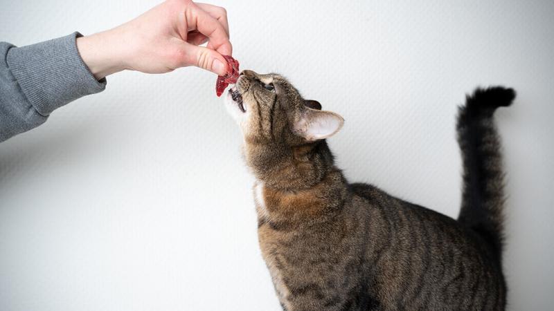 3 powody, dla których nie należy karmić kota surową rybą