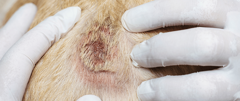 10 najczęstszych chorób skóry u psów