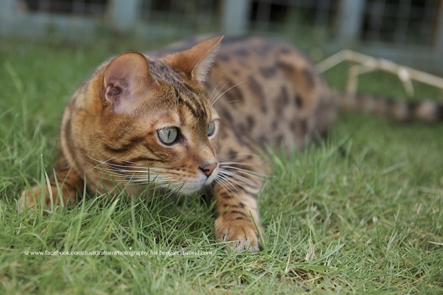 Jak rozpoznać, że twój kot jest mieszanką rasy bengalskiej: 10 wskazówek (ze zdjęciami)