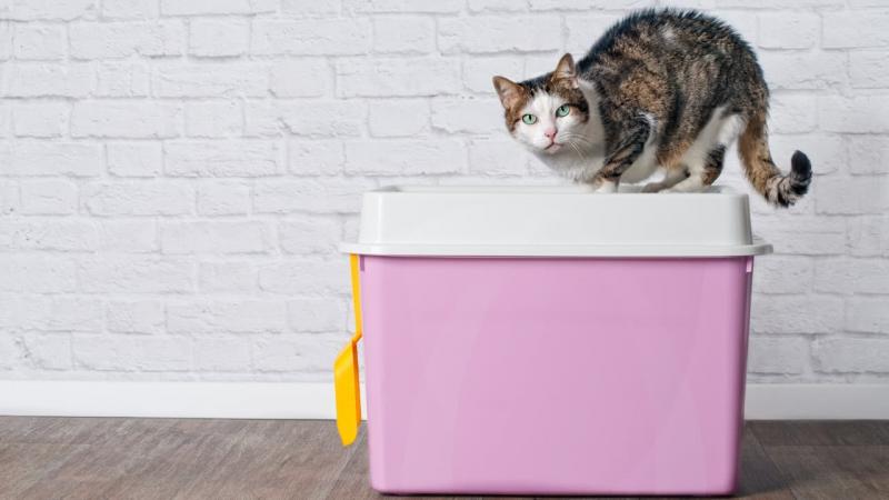 2. Nature's Miracle High Sided Cat Litter Box - najlepsza wartość