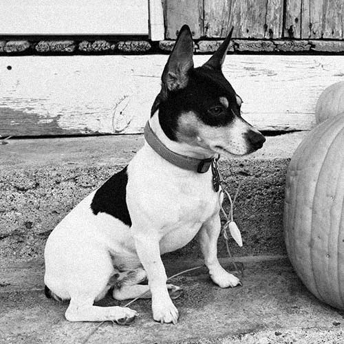 Szczenięta rasy Teddy Roosevelt Terrier