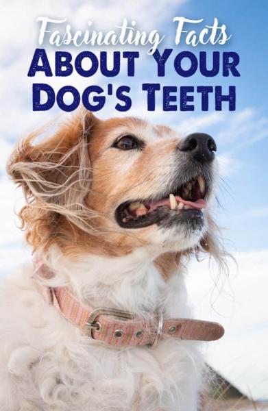 5 fascynujących faktów na temat zębów psa, które mogą Cię zaskoczyć