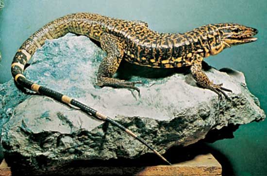 14. Tegu fioletowy