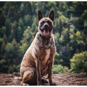 Czy Cane Corso Belgian Malinois istnieje? Historia i temperament