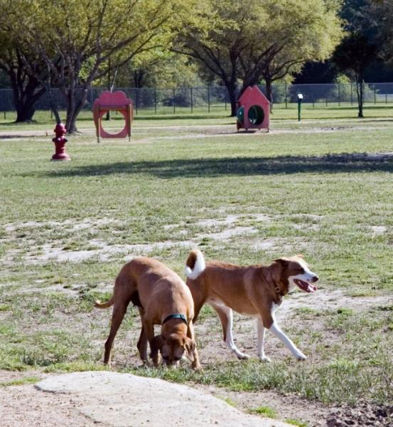 10 wspaniałych parków dla psów w Las Vegas, NV, które możesz odwiedzić już dziś