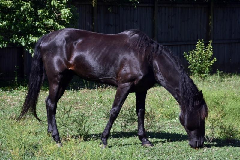 6. Koń Mangalarga Marchador