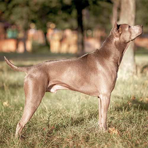 Charakterystyka rasy tajski ridgeback