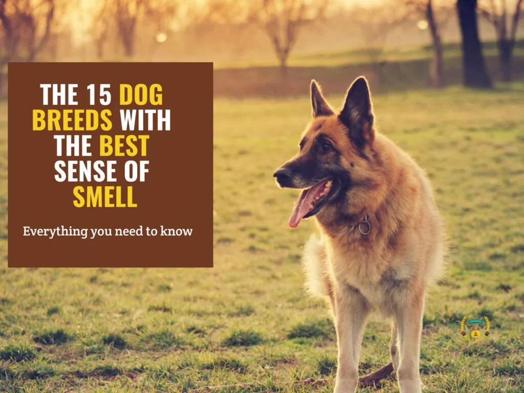 12 najlepszych ras psów z najlepszym węchem (ze zdjęciami)