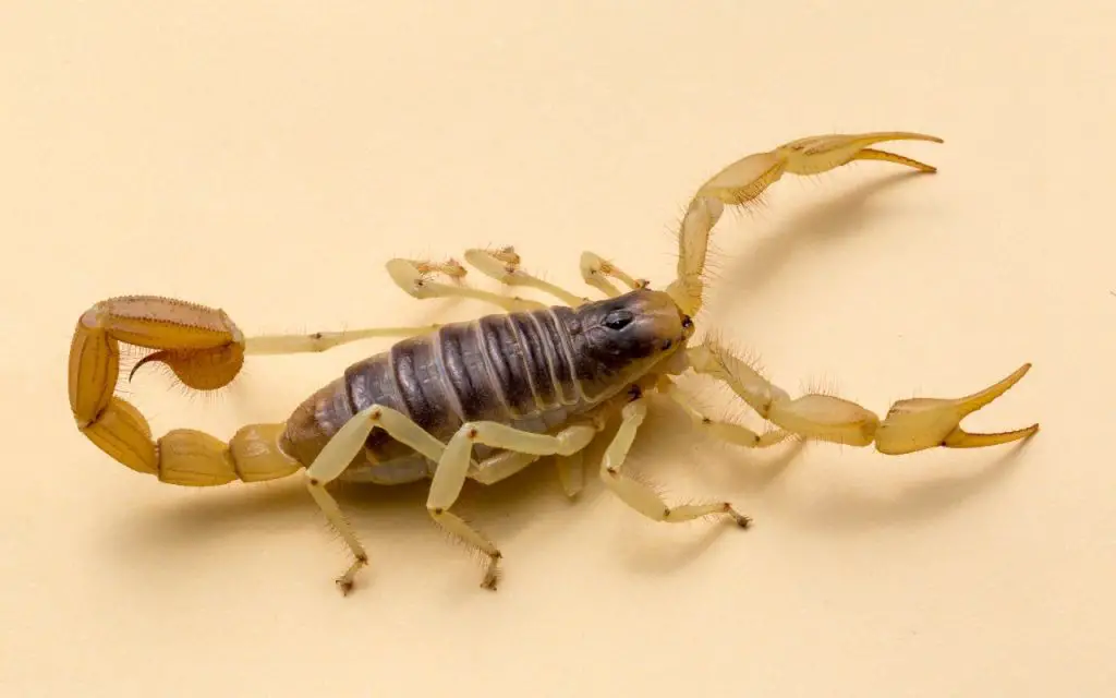 4 gatunki skorpionów występujące w Arizonie