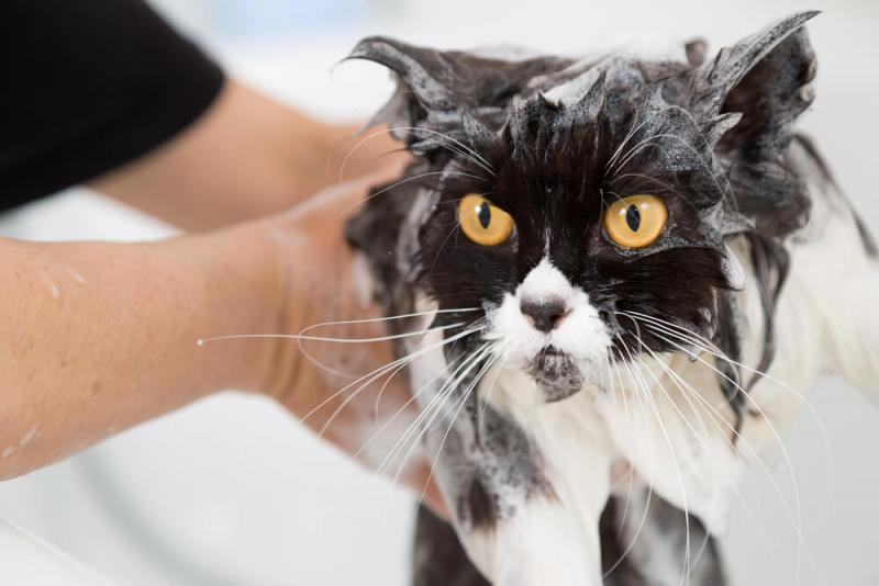 10 najlepszych szamponów przeciw pchłom dla kotów w 2024 roku - recenzje i najlepsze propozycje