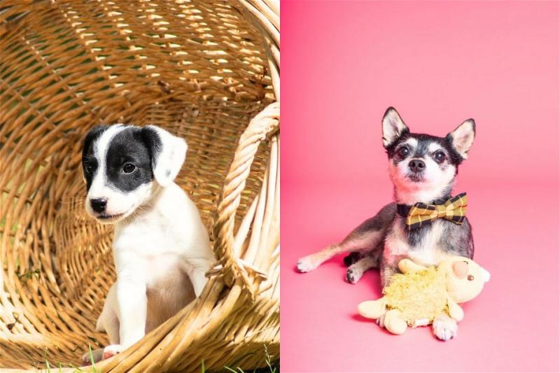 Jack Chi (Jack Russel Terrier & Chihuahua Mix): Zdjęcia, przewodnik, informacje, pielęgnacja i więcej!
