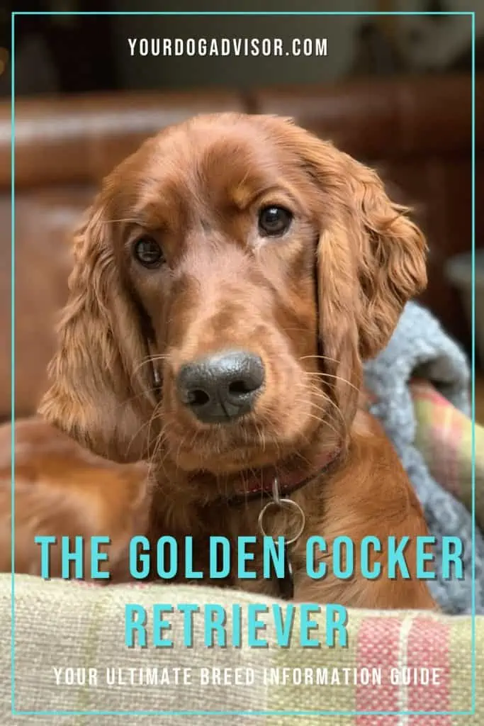 Szczenięta rasy golden cocker retriever