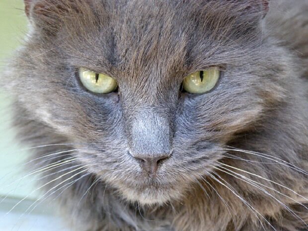 Problemy zdrowotne kotów rasy Nebelung: 6 obaw zweryfikowanych przez weterynarza
