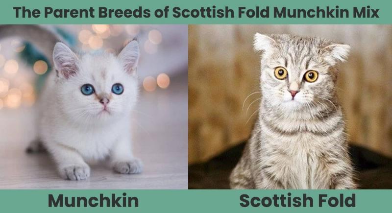 Scottish Fold Munchkin Cat: zdjęcia, przewodnik pielęgnacji, temperament i cechy