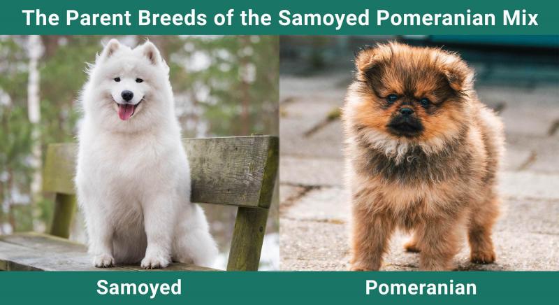 Szczenięta rasy Samoyed Pomeranian Mix