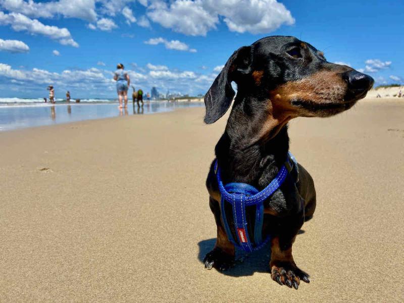 Witamy w Brisbane, mieście znanym z oszałamiających plaż i tętniącej życiem kultury przyjaznej psom. Jeśli chcesz spędzić trochę czasu ze swoim futrzanym przyjacielem, nie szukaj dalej! Brisbane oferuje szeroki wybór pięknych plaż, które są przyjazne psom zarówno na smyczy, jak i poza nią. Niezależnie od tego, czy Twój pupil uwielbia pluskać się w falach, czy woli wygrzewać się na słońcu, na pewno znajdziesz dla niego idealne miejsce.