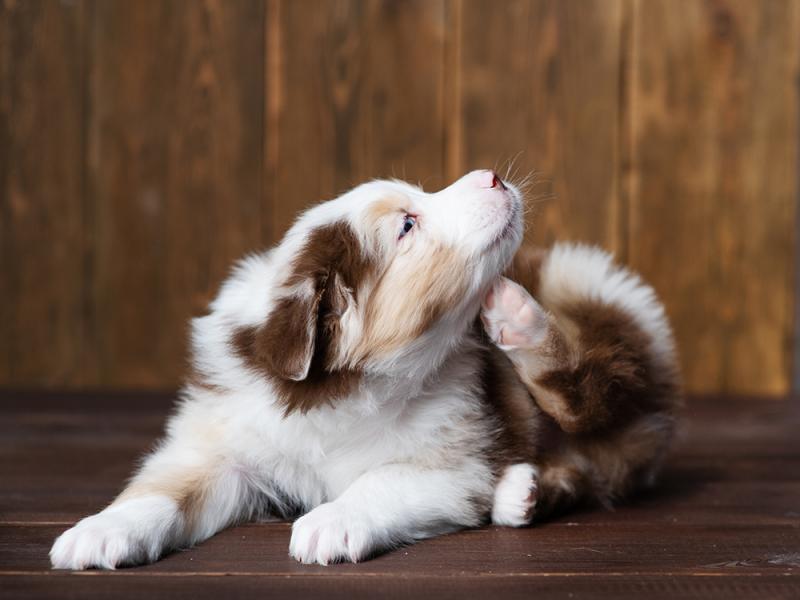 10 najlepszych produktów łagodzących swędzenie dla psów w 2024 roku - recenzje i najlepsze propozycje