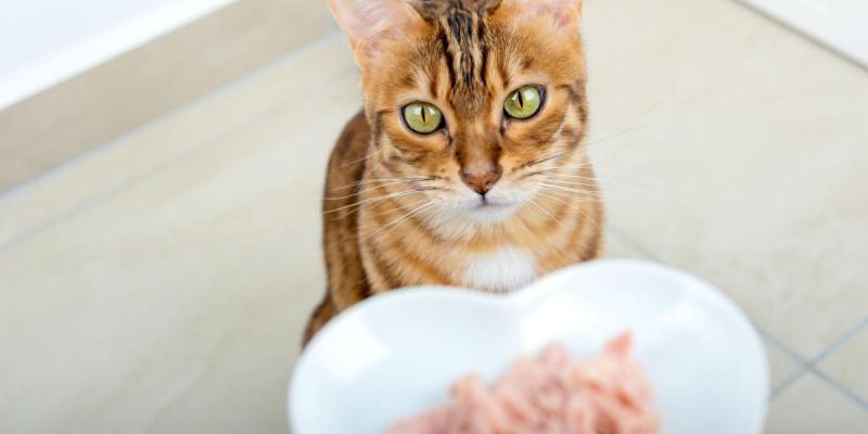 10 najlepszych karm dla kotów na śmierdzącą kupę