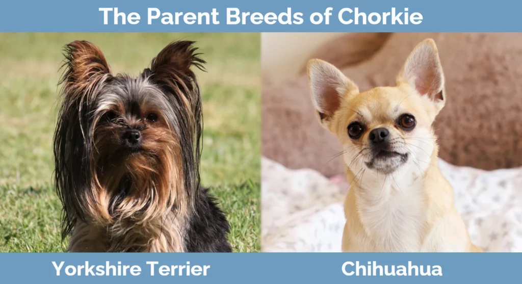 Chorkie (Chihuahua & Yorkshire Terrier Mix): Zdjęcia, przewodnik, informacje, pielęgnacja i więcej!