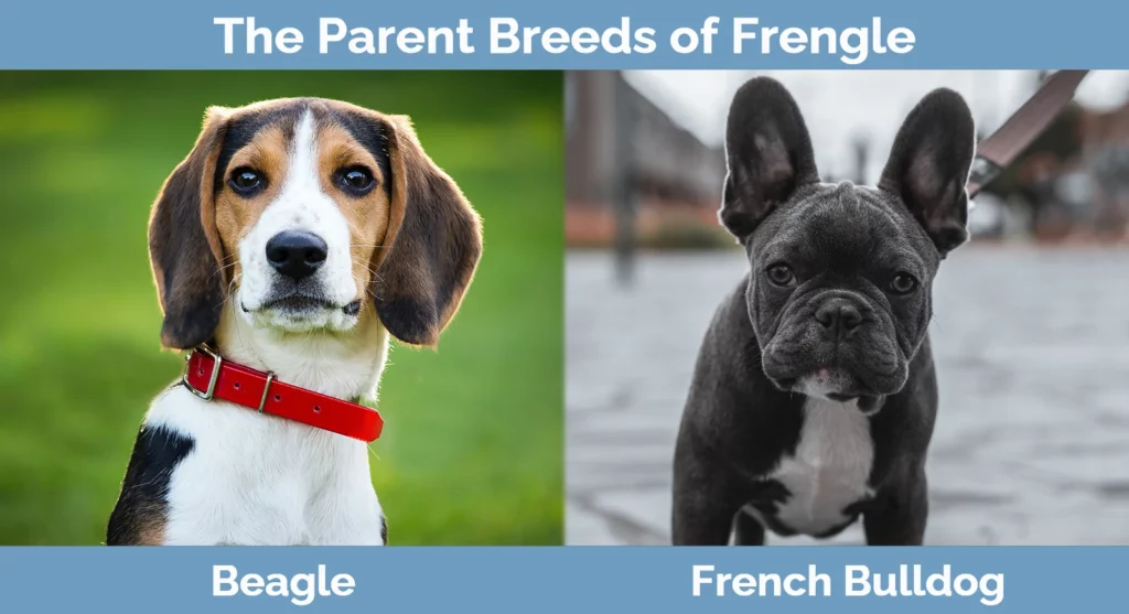 Frengle (mieszanka buldoga francuskiego i beagle'a): Zdjęcia, informacje, opieka i więcej