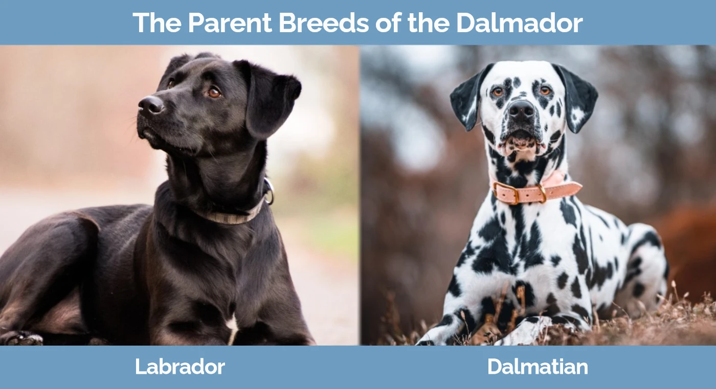 Dalmador (mieszanka dalmatyńczyka i labradora): Zdjęcia, przewodnik, informacje i pielęgnacja