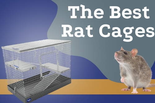 10 najlepszych legowisk dla szczurów w 2024 roku - recenzje i najlepsze propozycje