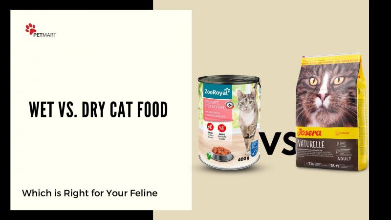 Dlaczego kot potrzebuje płynnej diety?