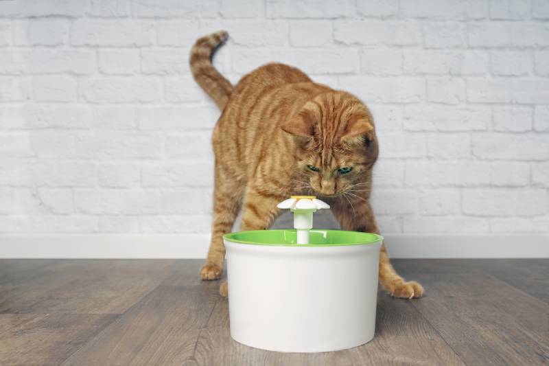 Czy wszystkie rodzaje karmy Smart Water są bezpieczne dla kotów?