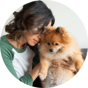 3 czynniki, które wpływają na to, jak długo można zostawić psa rasy pomeranian samego w domu