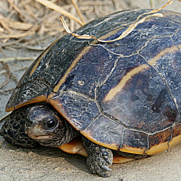Czy trzymanie żółwia malowanego w Indianie jest nielegalne?