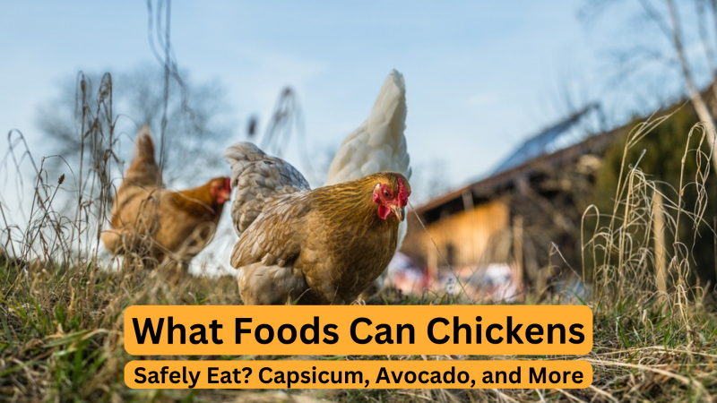 Czy kurczaki mogą jeść awokado? Nasz weterynarz wyjaśnia