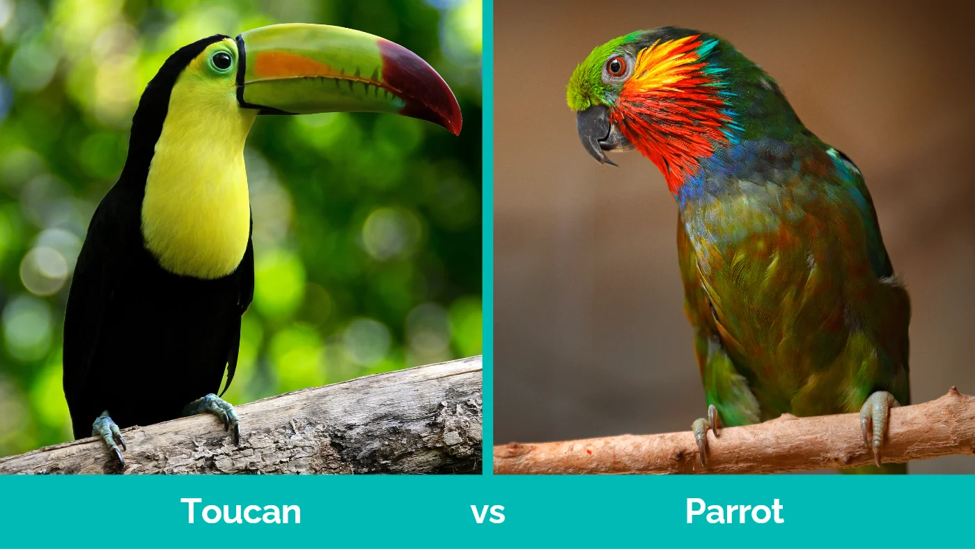 Jakie są różnice między papugami a tukanami?