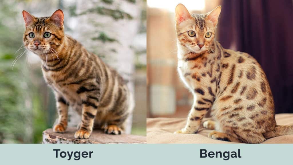 Bengal vs. Toyger: Główne różnice (ze zdjęciami)