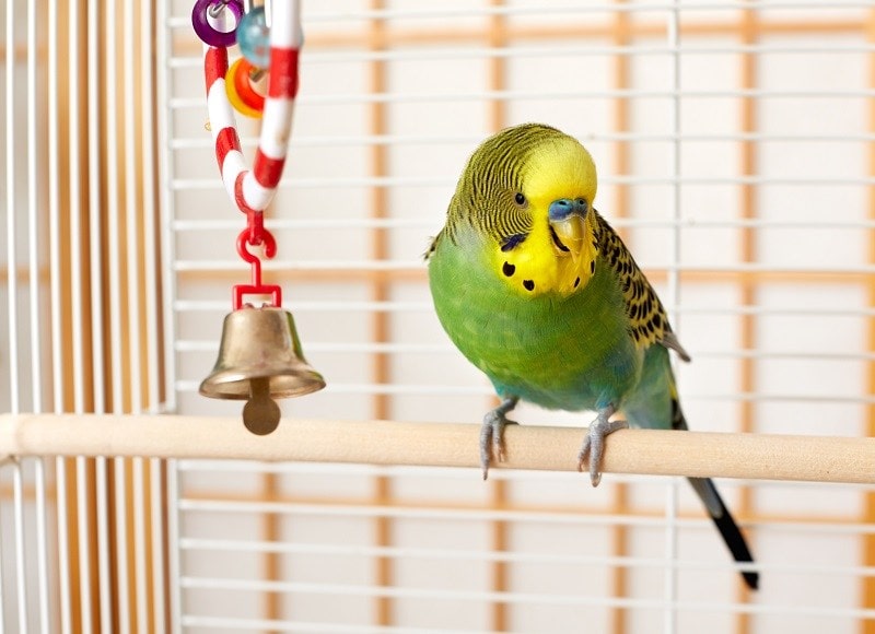 10 najlepszych zabawek dla ptaków