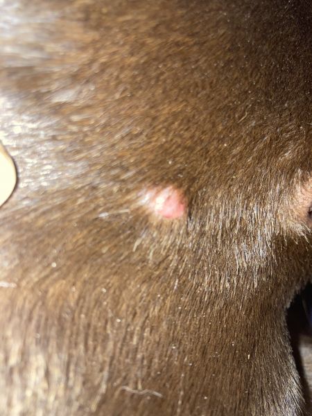 Czy muszę usunąć histiocytoma u mojego psa?