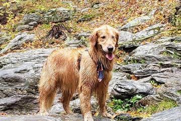 10 przyjaznych psom szlaków turystycznych w Massachusetts (ze zdjęciami)